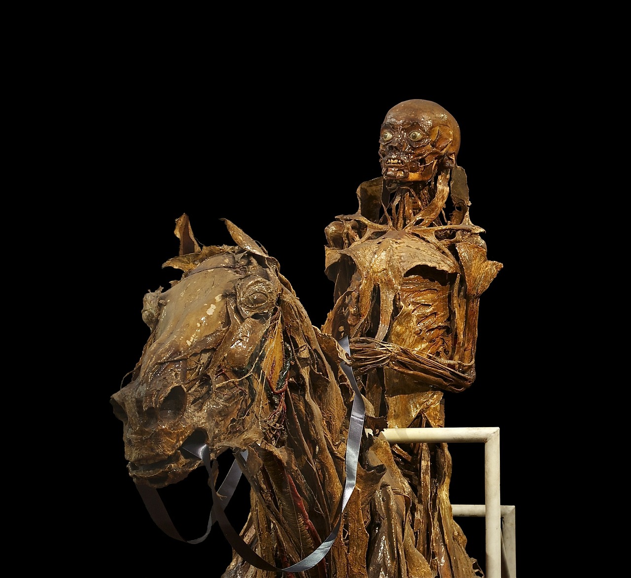 Mumifikacija, Skeletas, Arklys, Reiter, Honoré Fragonard, Anatomija, Paroda, Kūno Pasaulis, Niūrus, Miręs
