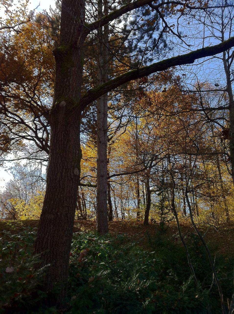 Munich, Westpark, Parkas, Lapkritis, Ruduo, Spalvinga, Lapai, Medžiai, Dangus, Šviesa