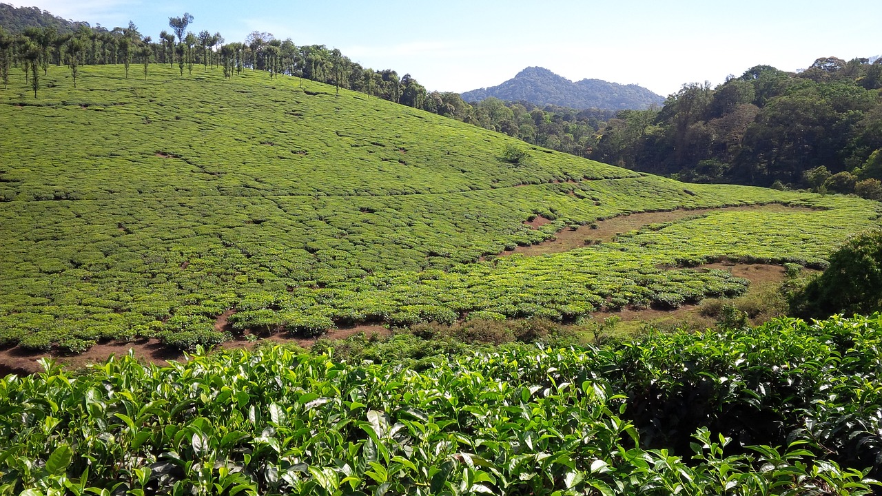 Munnar,  Kerala,  Želdinių,  Žalias,  Kraštovaizdis,  Arbata,  Hill,  Kelionė,  Lapų,  Kalnų