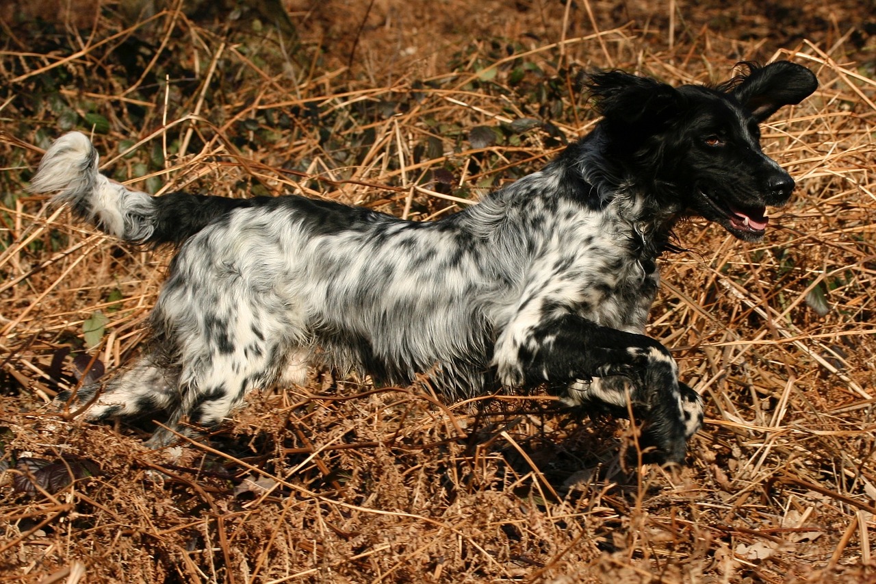 Munsterlander, Bracken, Gyvūnas, Naminis Gyvūnėlis, Šuo, Kilmės, Pastebėtas, Retriveris, Medžioklė, Juoda