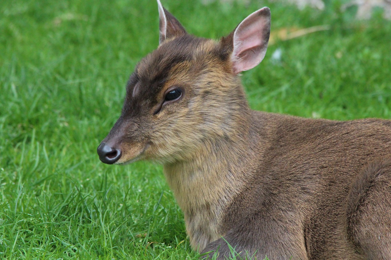 Muntjac, Kinų Muntjac, Gyvūnas, Gyvūnai, Poilsis, Nemokamos Nuotraukos,  Nemokama Licenzija