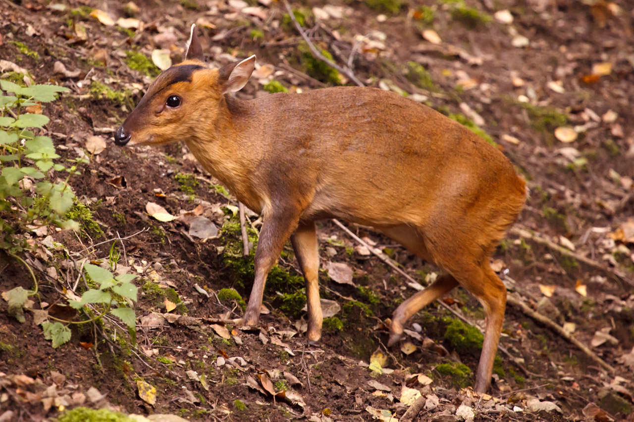 Gyvūnas,  Ruda,  Elnias,  Žinduolis,  Muntjac,  Drovus,  Mažas,  Laukiniai,  Laukinė Gamta,  Jaunas