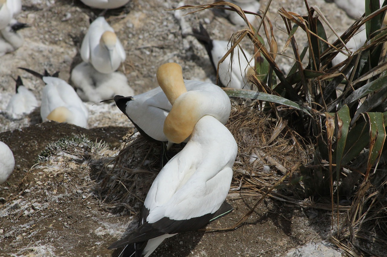 Muriwai, Gannet Kolonija, Jūros Paukštis, Kranto, Kolonija, Gannet, Gamta, Lizdas, Nemokamos Nuotraukos,  Nemokama Licenzija