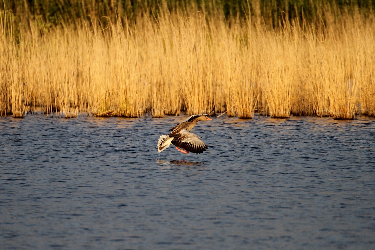 Müritz, Mecklenburgische Seenplatte, Išsaugojimo Parkas, Nuotaika, Abendstimmung, Kraštovaizdis, Vanduo, Žirniai, Nemokamos Nuotraukos,  Nemokama Licenzija