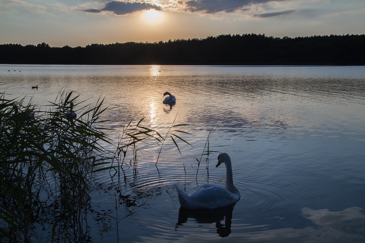 Müritz, Mecklenburgische Seenplatte, Išsaugojimo Parkas, Nuotaika, Abendstimmung, Afterglow, Saulėlydis, Kraštovaizdis, Vanduo, Vakarinis Dangus