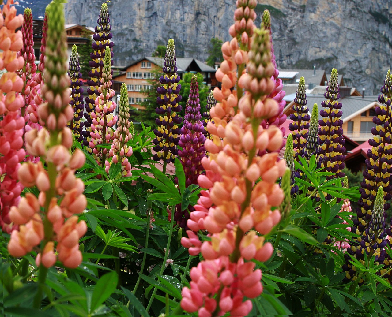 Šurmulys Šveicarija,  Lupinas,  Gėlė,  Oranžinė Gėlė,  Rožinė Gėlė,  Alpių Gėlės,  Šveicarija, Nemokamos Nuotraukos,  Nemokama Licenzija