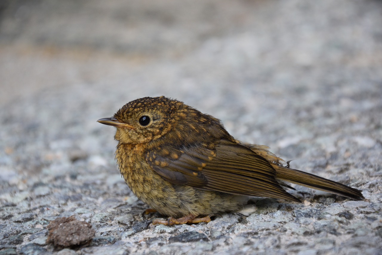 Mus,   Bird,   Nature,   Animal,   Garden, Nemokamos Nuotraukos,  Nemokama Licenzija