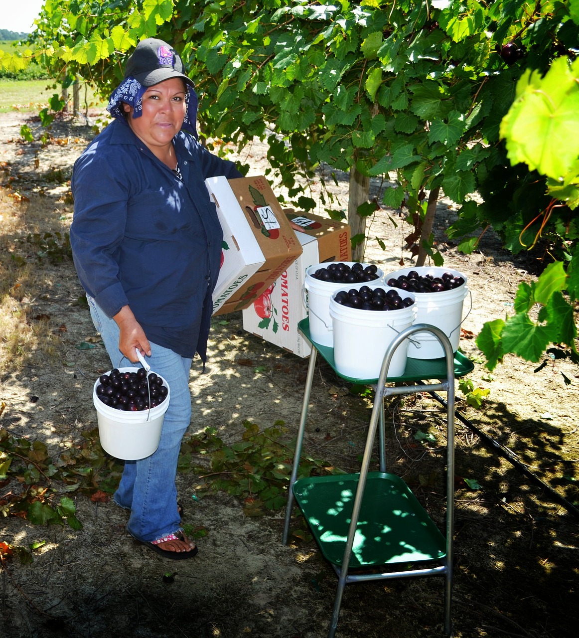 Muscadine, Ūkio Darbuotojas, Derlius, Nemokamos Nuotraukos,  Nemokama Licenzija