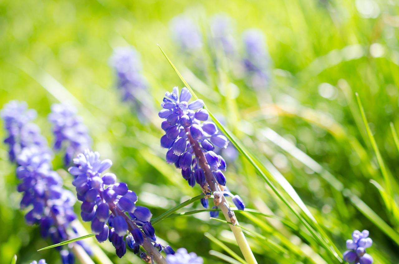 Muscari, Gėlė, Žiedas, Žydėti, Mėlynas, Sodas, Žydėti, Hiacintas, Pavasaris, Dekoratyvinis Augalas