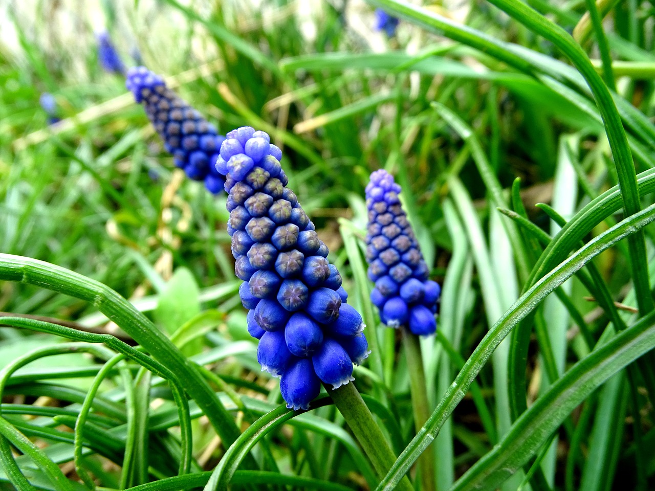 Muscari, Pavasario Gėlė, Bendras Vynuogių Hiacintas, Vynuogių Hiacintas, Svogūninės Gėlės, Nemokamos Nuotraukos,  Nemokama Licenzija