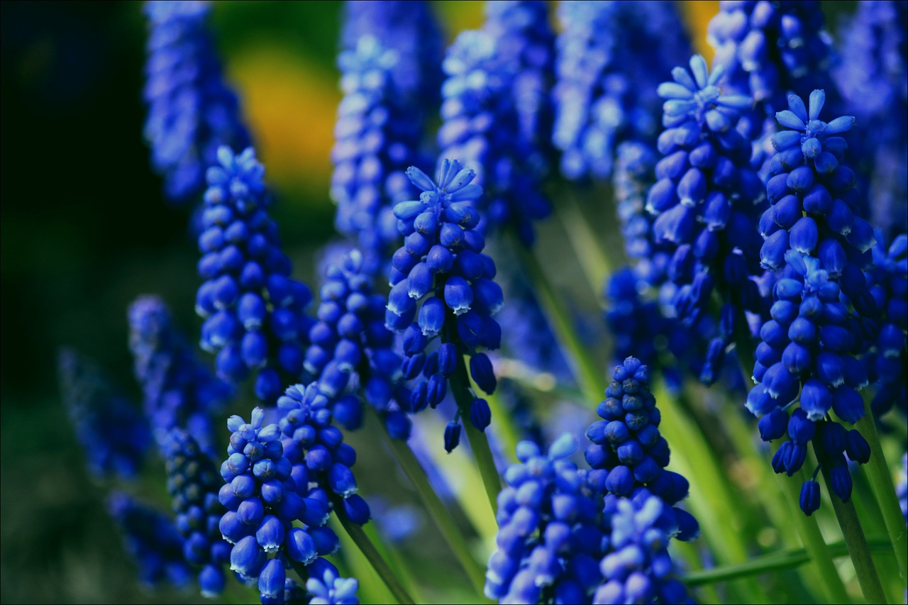 Muscari, Bendras Vynuogių Hiacintas, Žiedas, Žydėti, Gėlė, Mėlynas, Dekoratyvinis Augalas, Sodo Augalas, Žiedynai, Žydėti