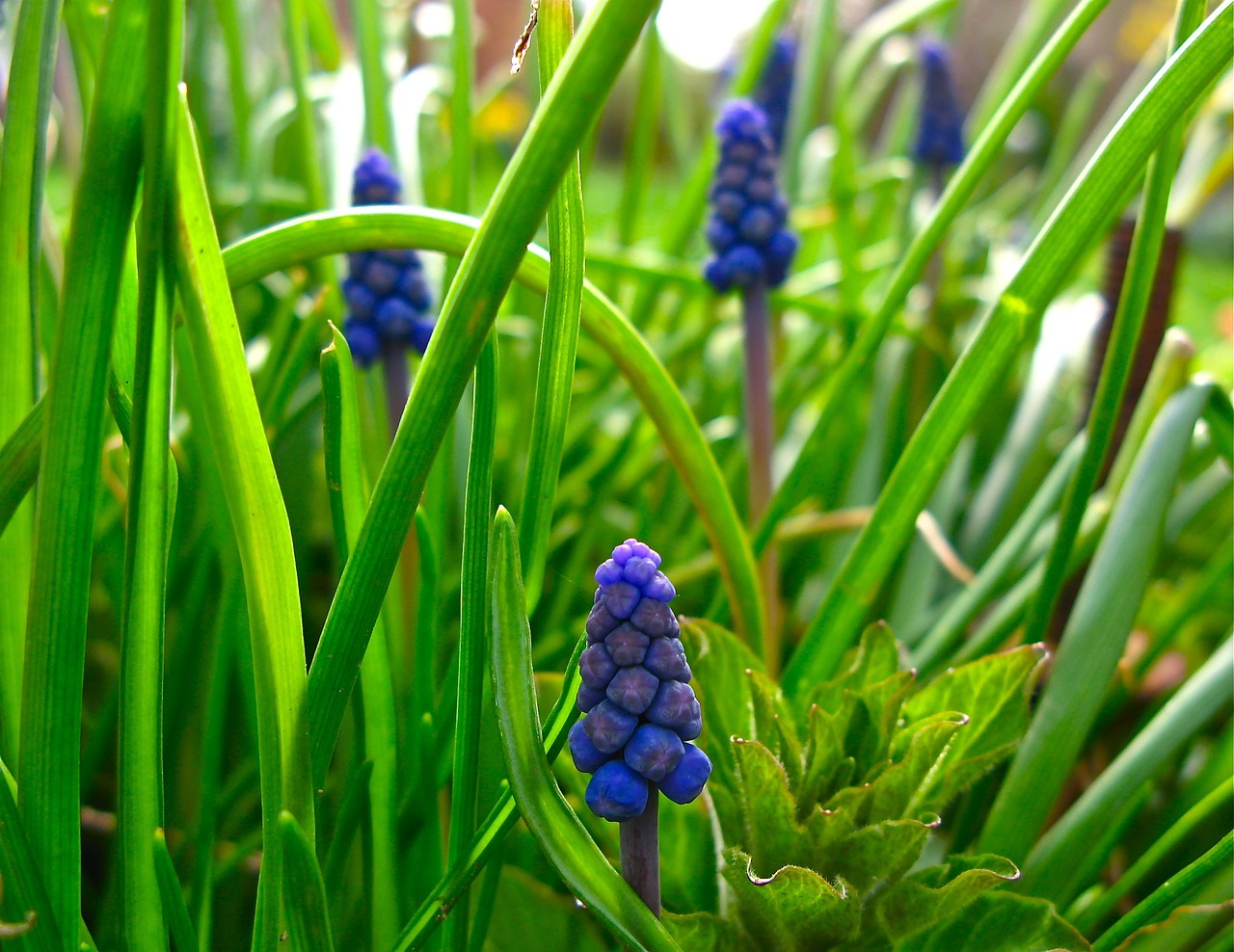 Muscari, Vynuogių Hiacintas, Gėlės, Pavasaris, Žydėti, Mėlynas, Pavasario Gėlė, Žalias, Augalas, Gamta