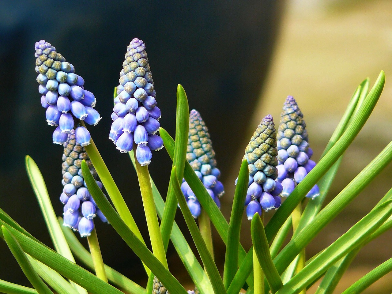 Muscari, Bendras Vynuogių Hiacintas, Žiedas, Žydėti, Gėlė, Mėlynas, Dekoratyvinis Augalas, Sodo Augalas, Traubenförmige Žiedynai, Varpas