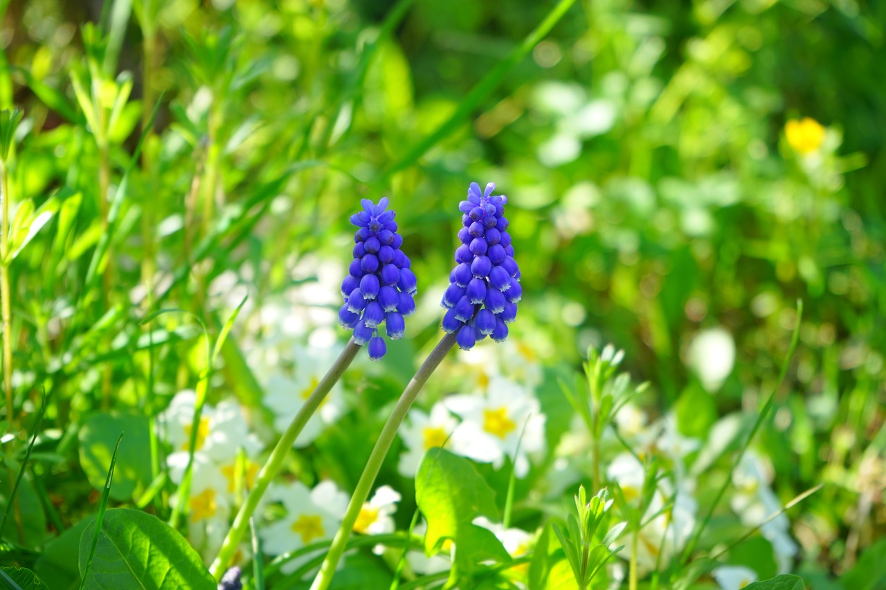 Muscari, Žiedas, Žydėti, Gėlė, Mėlynas, Pavasaris, Šparagų Augalas, Asparagaceae, Perl Hiacintas, Ūkininko Berniukas