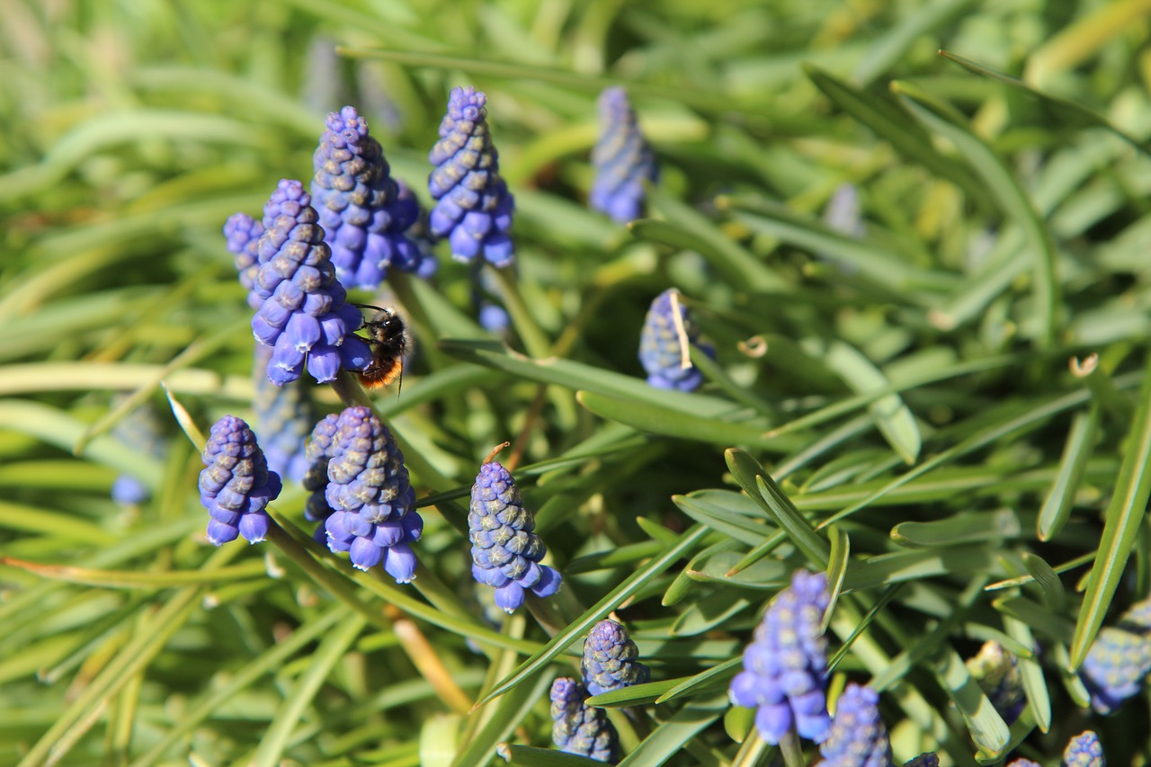 Muscari,  Bičių,  Gėlės,  Be Honoraro Mokesčio, Nemokamos Nuotraukos,  Nemokama Licenzija