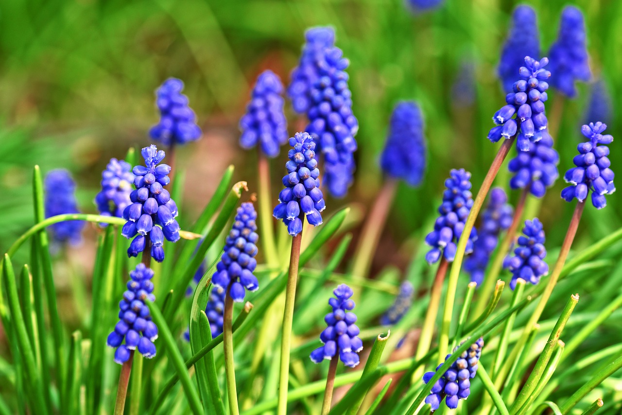 Muscari,  Grafiškai Hiacintas,  Gėlė,  Augalų,  Svogūniniai,  Pavasaris,  Ankstyvas Pavasaris,  Sezoninis,  Mėlyna,  Natūralizacijos