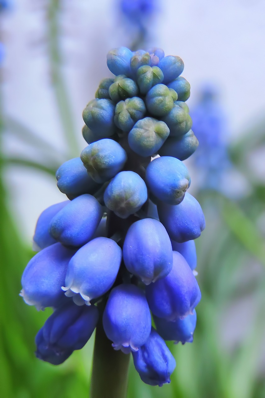 Muscari,  Pobūdį,  Augalų,  Gėlė, Nemokamos Nuotraukos,  Nemokama Licenzija