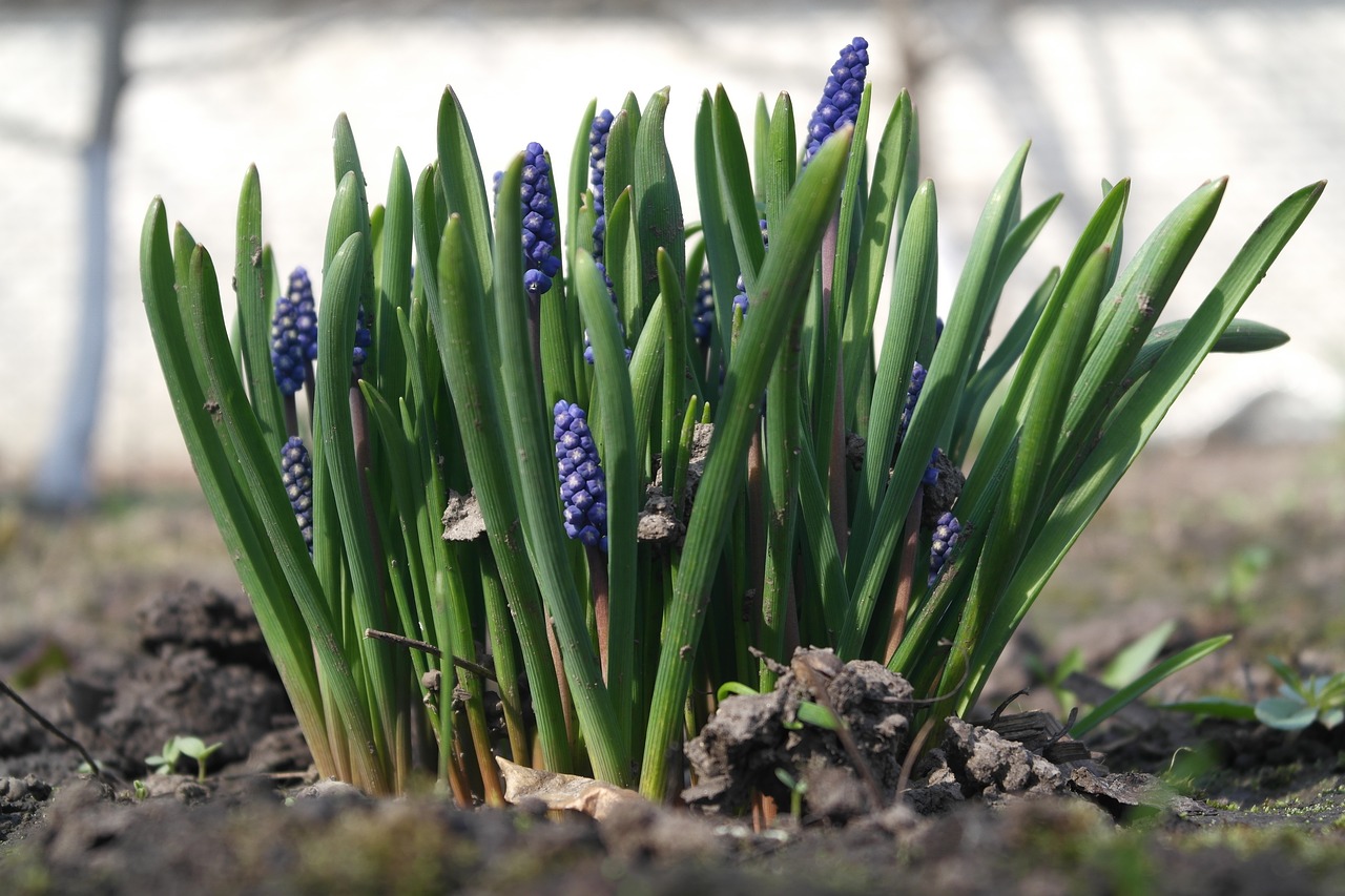 Muscari,  Augalų,  Lauke,  Gėlė,  Žolė,  Žydi, Nemokamos Nuotraukos,  Nemokama Licenzija