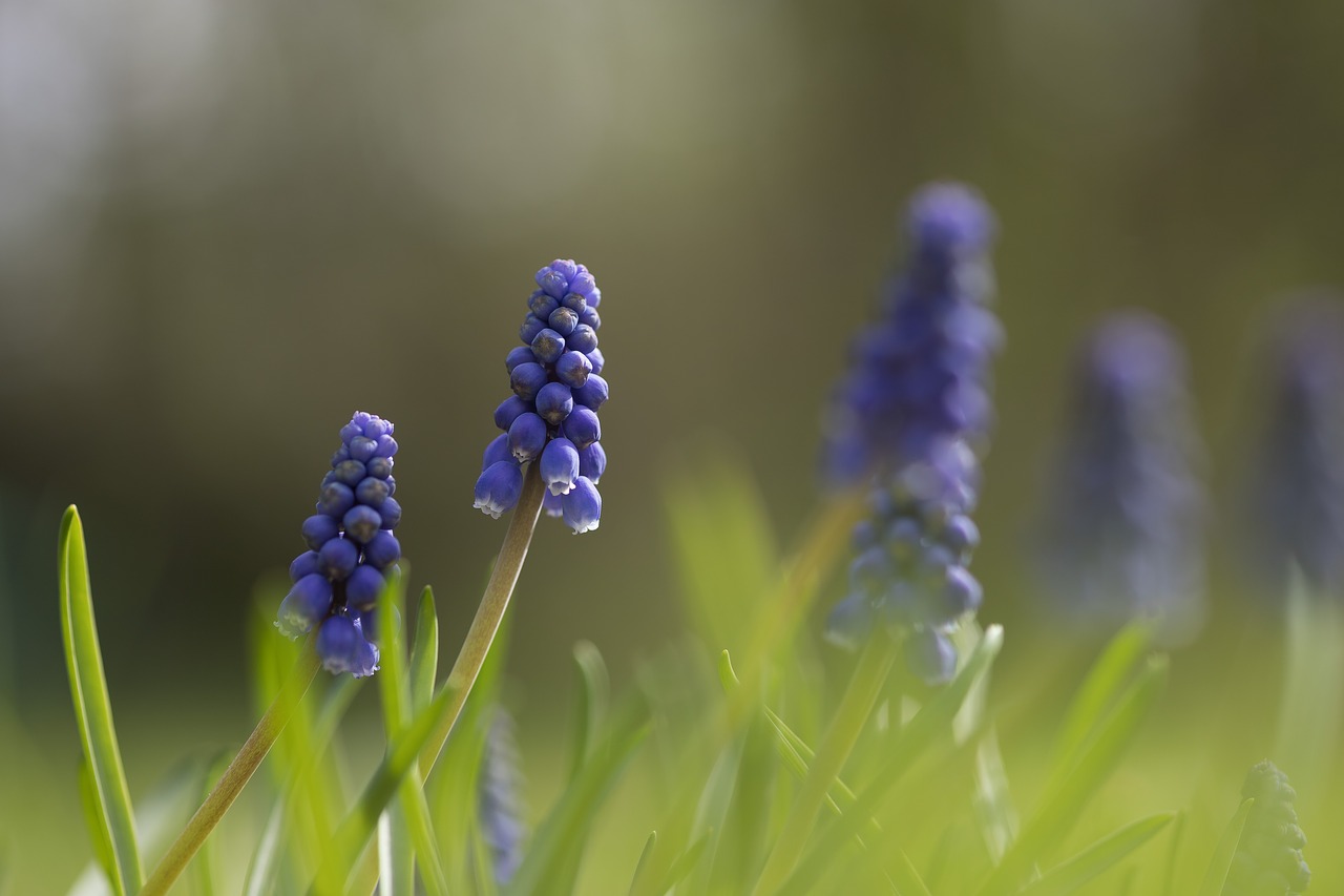 Muscari,  Žalias,  Vasara,  Pavasaris,  Šviesos,  Saulė,  Žolė,  Sezonas,  Pobūdį,  Mėlyna