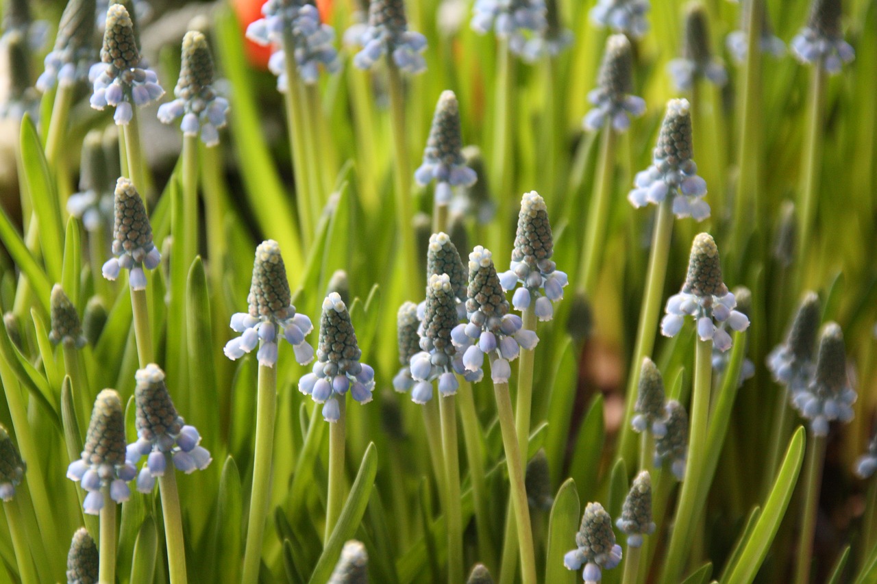 Muscari,  Traubenförmige Žiedynai,  Žiedynai,  Muscari Armeniacum,  Armenian Traubenhyazinthe,  Violetine Mėlyna,  Varpas,  Gėlė,  Žiedas,  Žydi