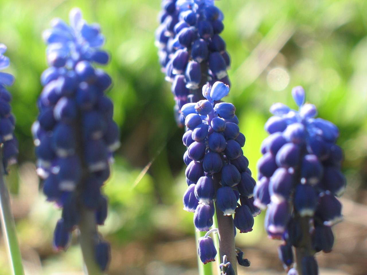 Muscari, Hiacintas, Sodas, Pieva, Nebaigtas, Gamta, Mėlynas, Gėlė, Vasara, Žiedas