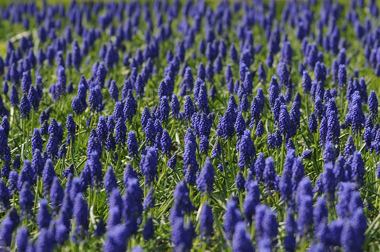 Muscari, Laukas, Gėlė, Mėlynas, Gamta, Pavasaris, Nemokamos Nuotraukos,  Nemokama Licenzija