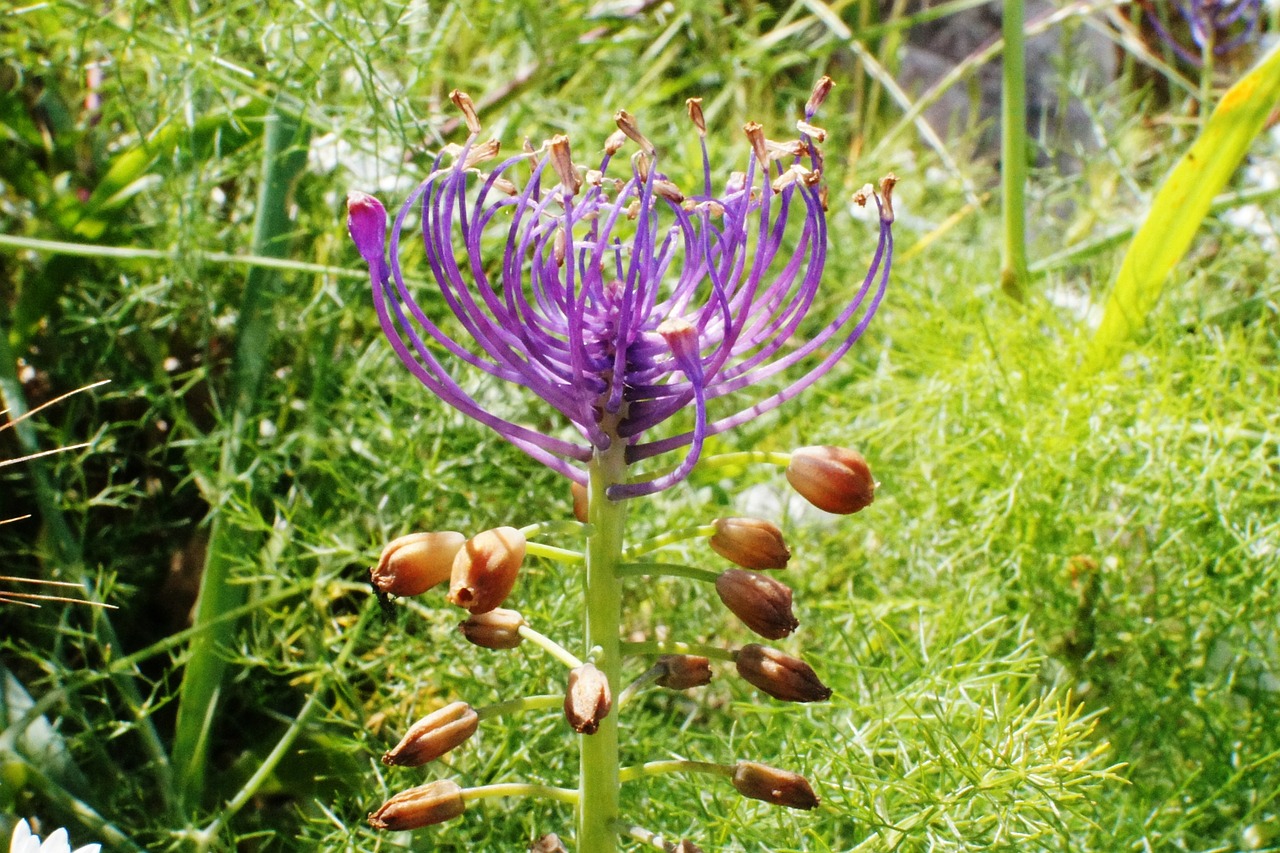 Muscari, Muscari Comosum, Hiacintas, Schopf Vynuogių Hiacintas, Žiedas, Žydėti, Uždaryti, Viduržemio Jūros Augalas, Nemokamos Nuotraukos,  Nemokama Licenzija