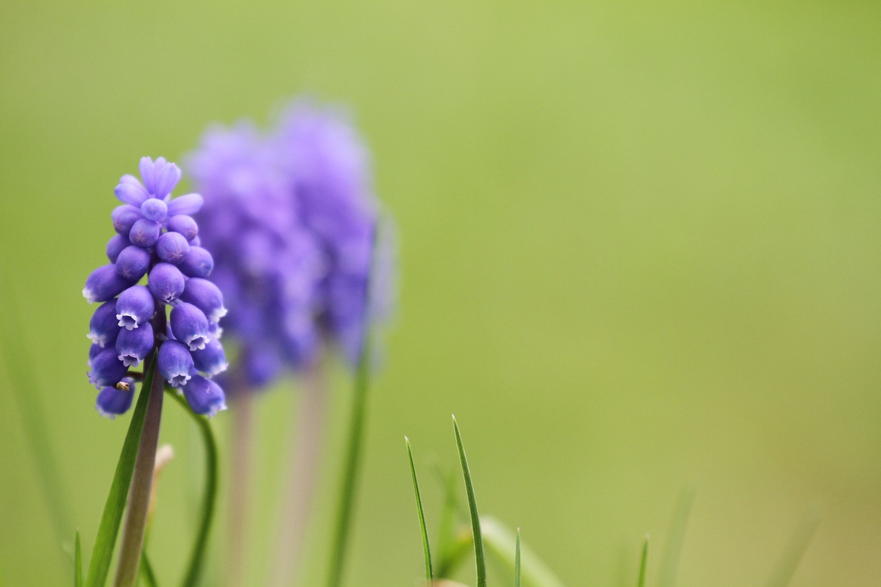 Muscari, Muscari Armeniacum, Armėnija Traubenhayzinthe, Gėlė, Žydėti, Pavasaris, Mėlynas, Dekoratyvinis Augalas, Žiedas, Žydėti