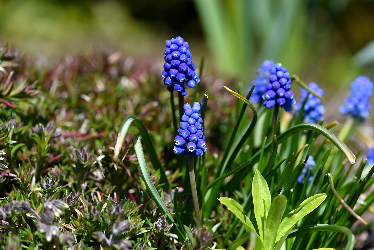 Muscari, Mėlynas, Pavasario Gėlė, Ankstyvas Bloomer, Sodas, Pavasaris, Mėlyna Gėlė, Nemokamos Nuotraukos,  Nemokama Licenzija