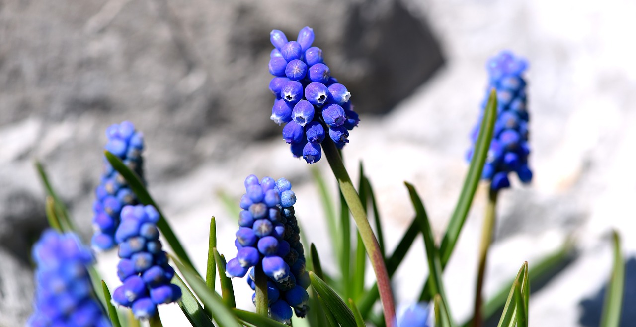 Muscari, Mėlynas, Pavasario Gėlė, Ankstyvas Bloomer, Sodas, Pavasaris, Mėlyna Gėlė, Nemokamos Nuotraukos,  Nemokama Licenzija