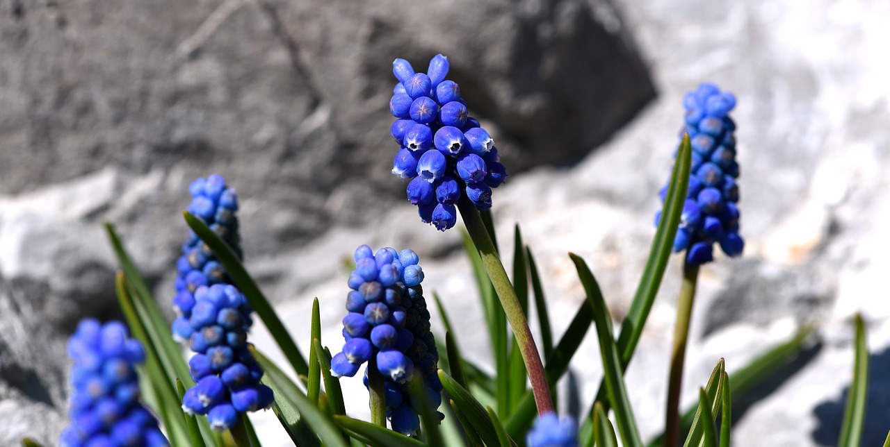 Muscari, Mėlynas, Pavasario Gėlė, Ankstyvas Bloomer, Sodas, Pavasaris, Mėlyna Gėlė, Nemokamos Nuotraukos,  Nemokama Licenzija