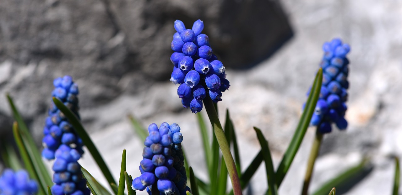 Muscari, Mėlynas, Pavasario Gėlė, Ankstyvas Bloomer, Sodas, Pavasaris, Mėlyna Gėlė, Nemokamos Nuotraukos,  Nemokama Licenzija