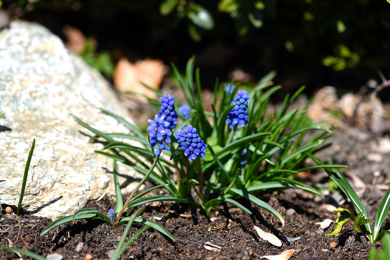 Muscari, Mėlynas, Pavasario Gėlė, Ankstyvas Bloomer, Sodas, Pavasaris, Mėlyna Gėlė, Nemokamos Nuotraukos,  Nemokama Licenzija