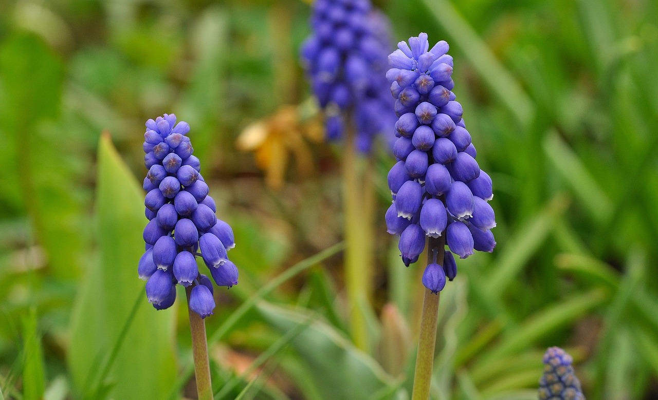 Muscari, Gėlė, Pavasario Gėlė, Augalas, Sodas, Pavasaris, Gėlės, Mėlynas, Makro, Nemokamos Nuotraukos