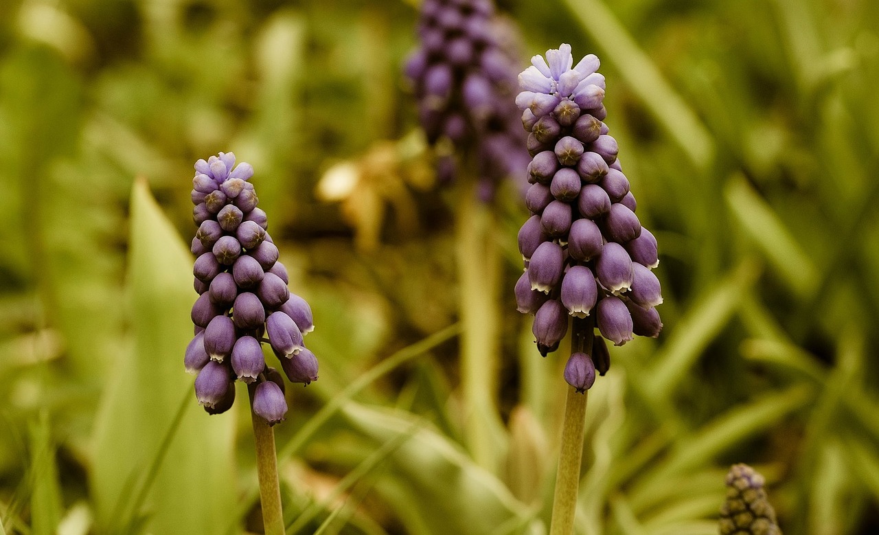 Muscari, Gėlė, Pavasario Gėlė, Augalas, Sodas, Pavasaris, Gėlės, Mėlynas, Makro, Nemokamos Nuotraukos