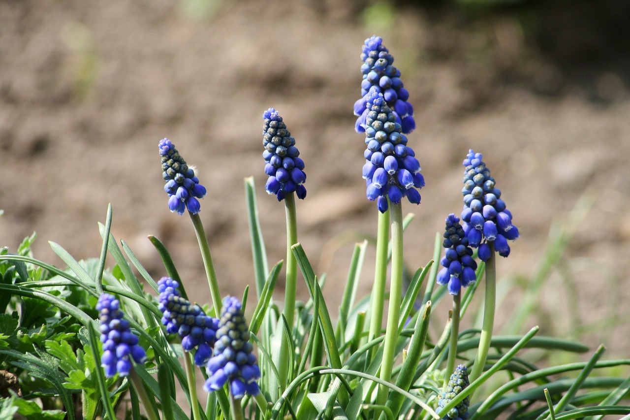 Muscari Neglectum, Gėlė, Sodas, Gėlių Sodas, Žydėti, Purpurinė Gėlė, Nemokamos Nuotraukos,  Nemokama Licenzija