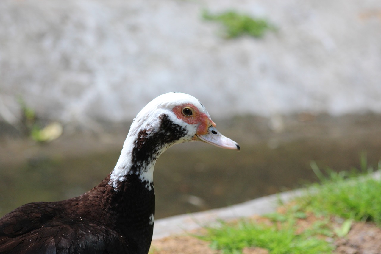 Muskusinė Antis, Indoutka, Cairina Moschata, Antis, Ančių Paukštis, Paukščiai, Naminė Antis, Gyvūnai, Plunksnos Rasės, Vanduo