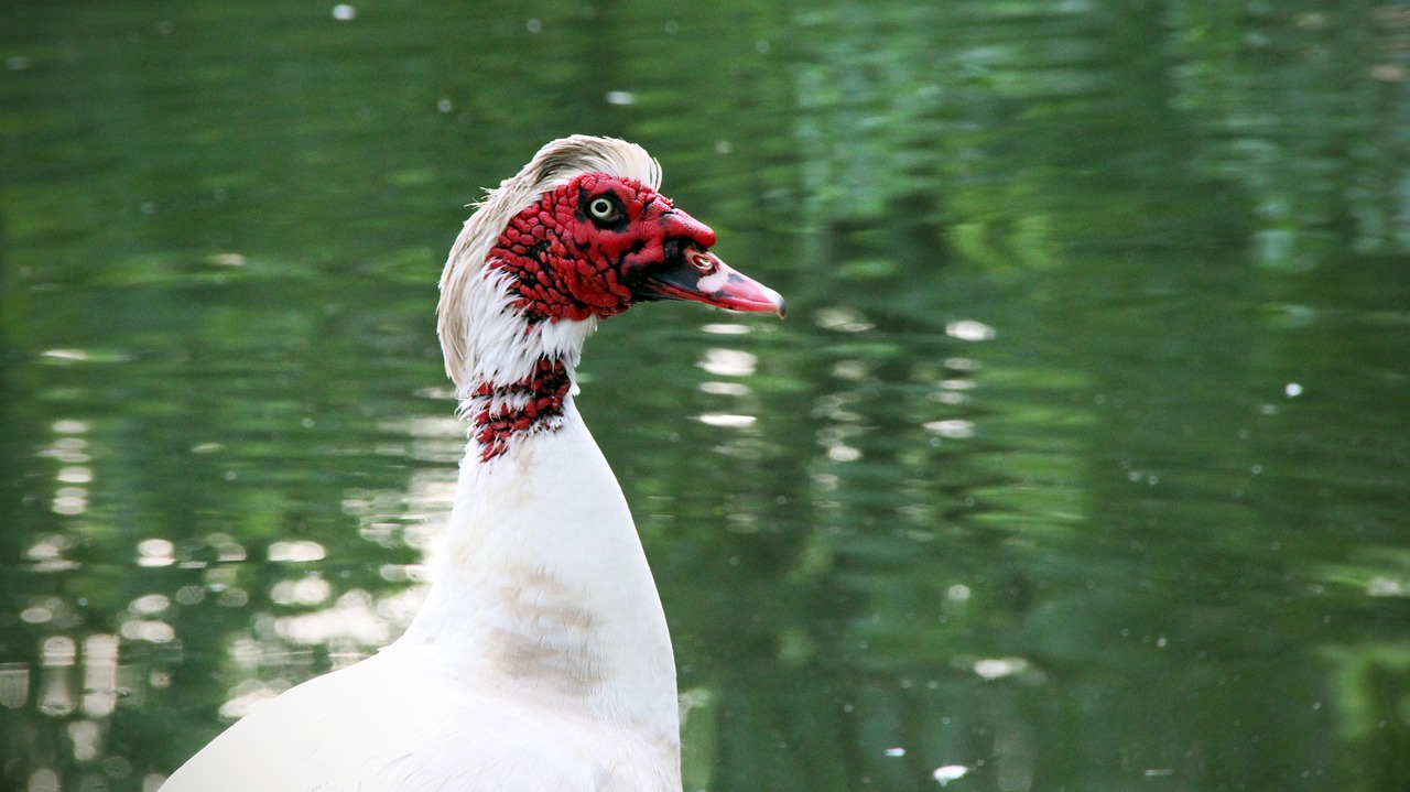 Muskusinės Antys, Antis, Paukštis, Tvenkinys, Fauna, Nemokamos Nuotraukos,  Nemokama Licenzija