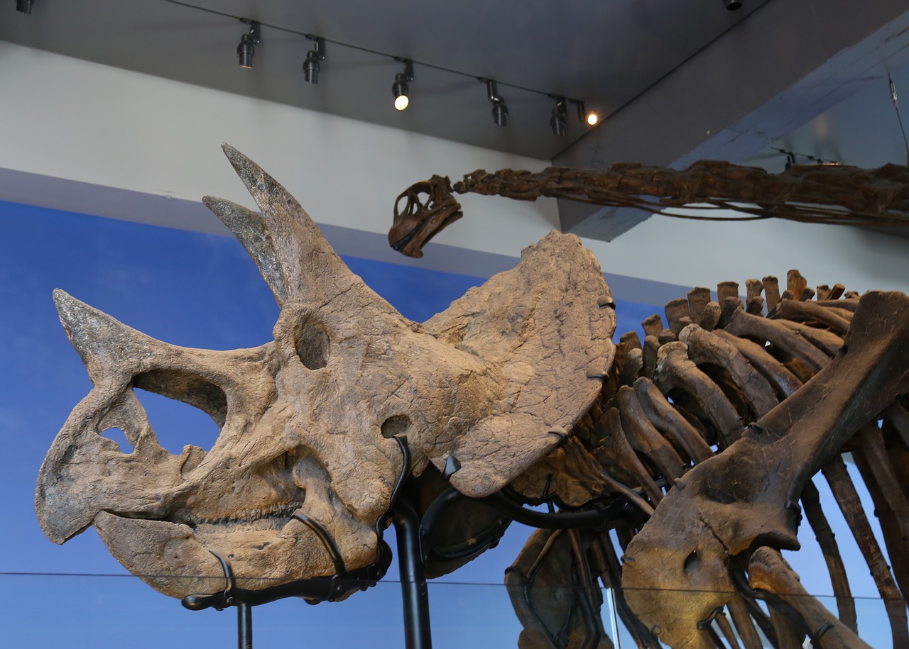 Muziejus,  Skeletas,  Dinozauras,  Eksponatas,  Paroda,  Paleontologija, Nemokamos Nuotraukos,  Nemokama Licenzija