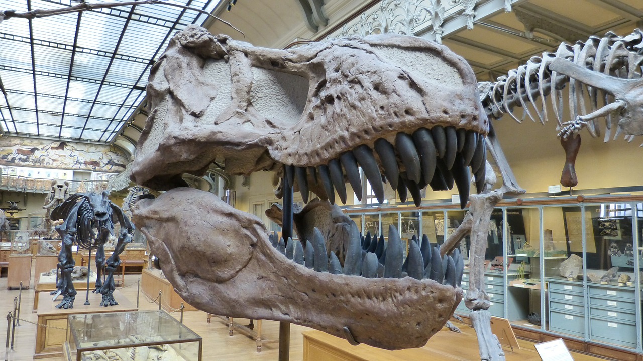 Muziejus, Skeletas, Dinozauras, Dinozaurų Skeletas, Grobuoniški Dinozaurai, Nemokamos Nuotraukos,  Nemokama Licenzija