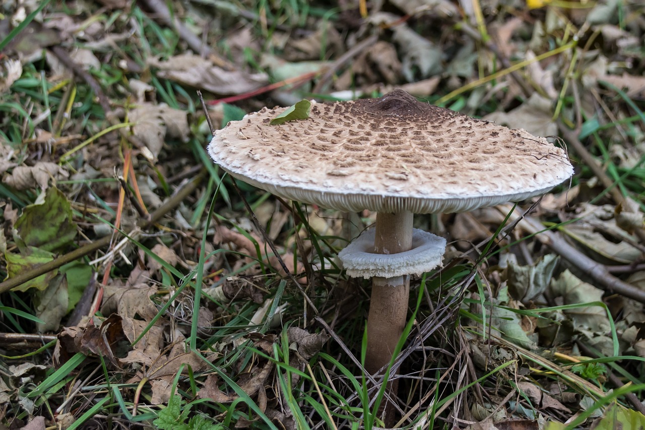 Grybai, Boletes, Žiedas, Milžiniškas Ekrano Grybas, Milžiniškas Širmiruotes, Skėtis Nuo Saulės, Grybų Rinkimas, Miškas, Gamta, Grybų Surinkėjas