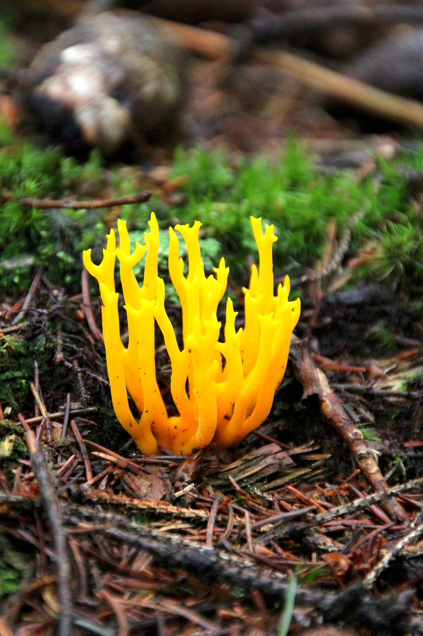 Calocera Viscosa, Grybai, Sticky Schönhorn, Ruduo, Drėgnas, Miškas, Gamta, Toksiškas, Nemokamos Nuotraukos,  Nemokama Licenzija