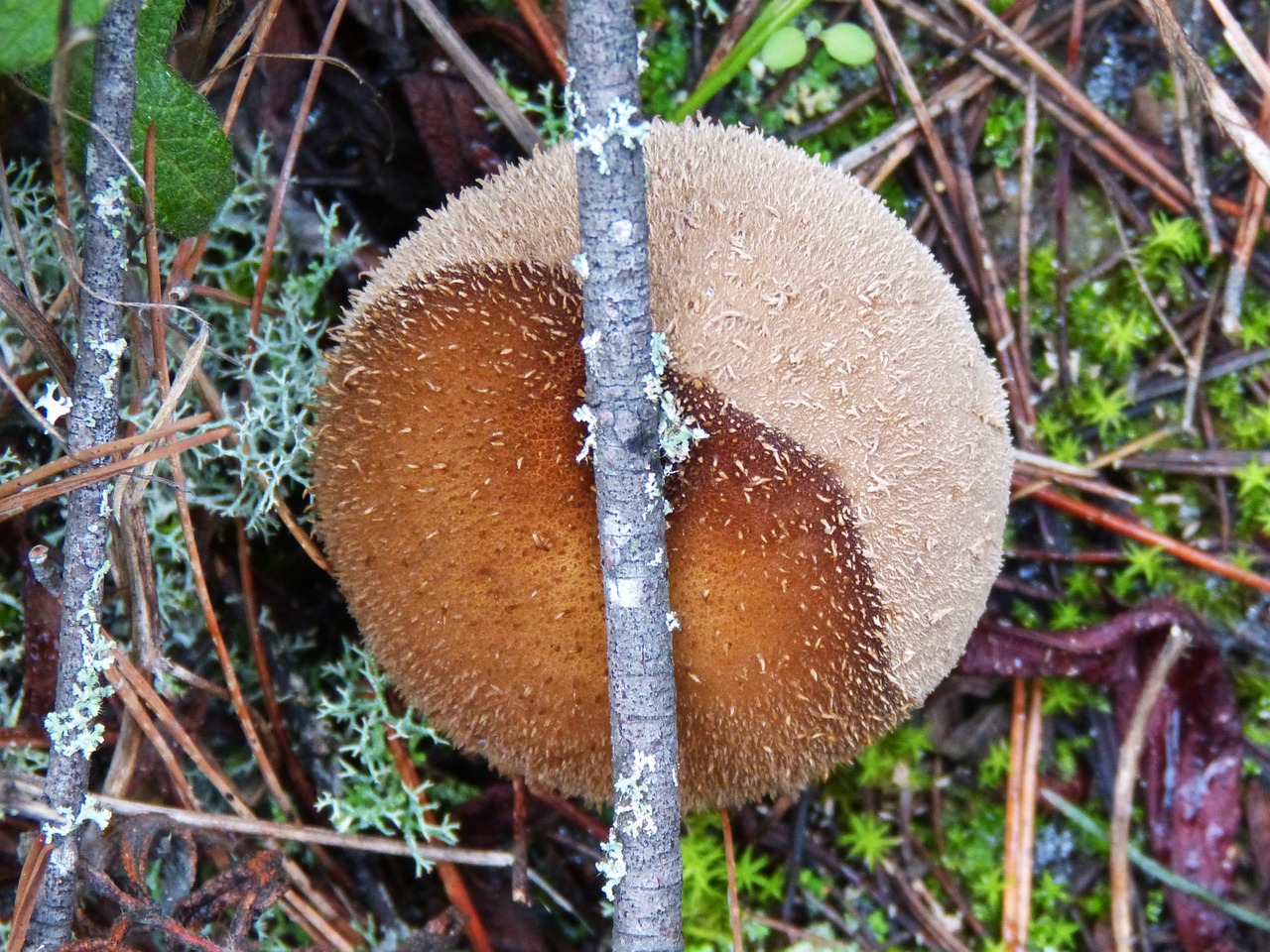 Grybai, Samanos, Lycoperdon Perlatum, Vilkas Šikšnosparnis, Nemokamos Nuotraukos,  Nemokama Licenzija