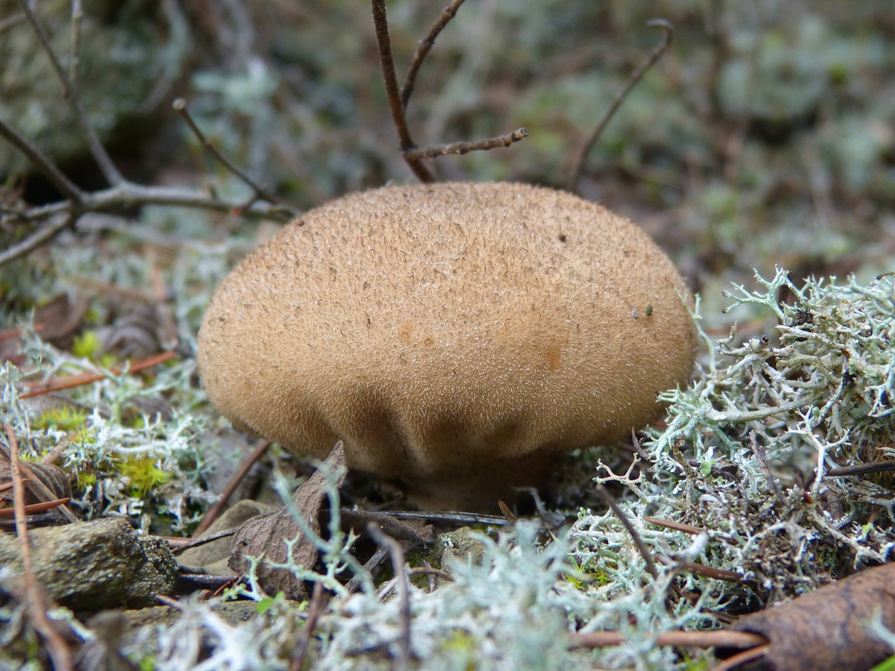 Grybai, Samanos, Lycoperdon Perlatum, Vilkas Šikšnosparnis, Nemokamos Nuotraukos,  Nemokama Licenzija