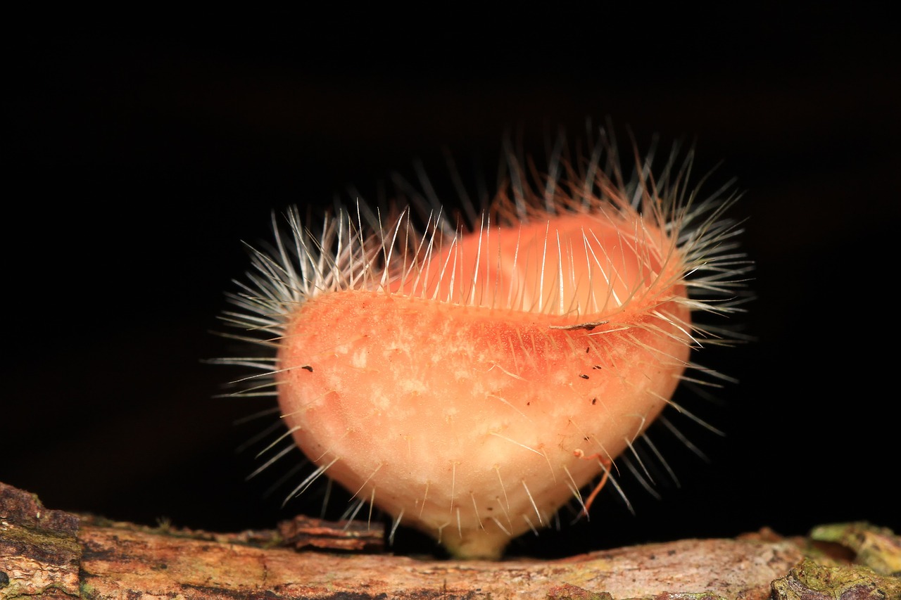 Grybai, Grybelis, Miškas, Grybai, Gamta, Augalas, Flora, Nemokamos Nuotraukos,  Nemokama Licenzija