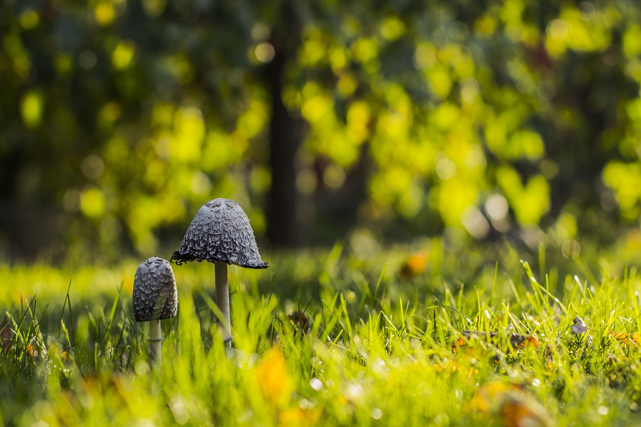 Grybai, Neryškus, Bokeh, Žalias, Lapai, Žolė, Gamta, Miškas, Makro, Grybelis