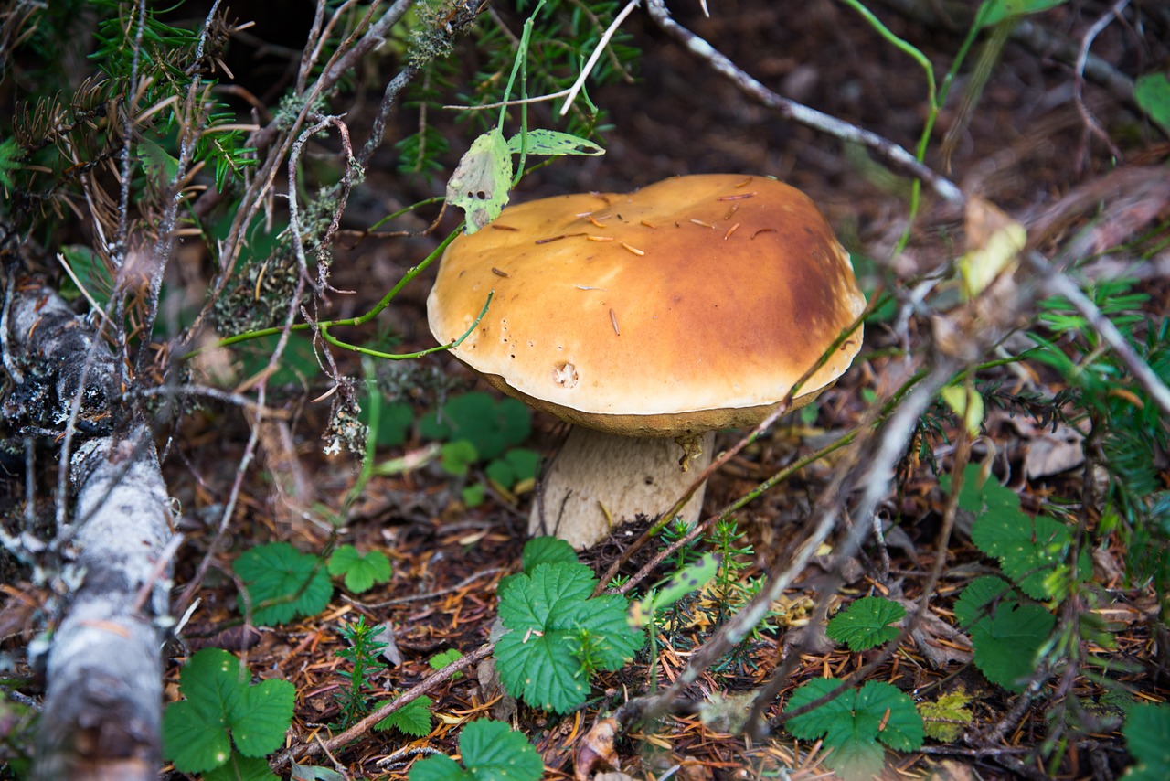 Grybai, Porcini, Karaliaus Bolete, Nemokamos Nuotraukos,  Nemokama Licenzija