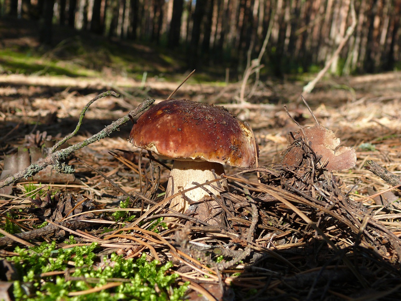 Grybai, Boletus, Vasara, Miškas, Nemokamos Nuotraukos,  Nemokama Licenzija