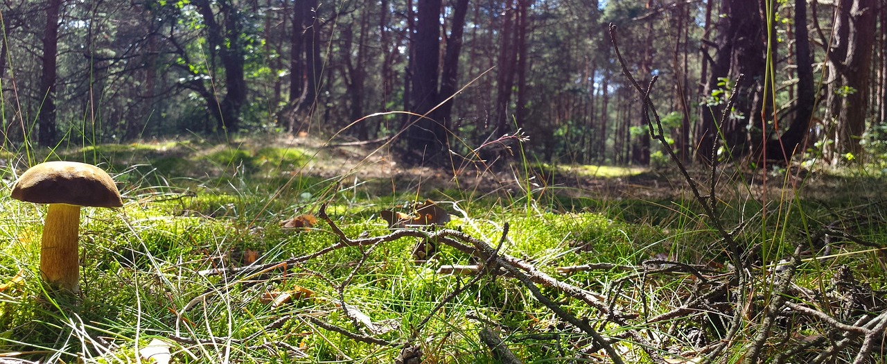 Grybai, Kaštonų Salotos, Poliana, Miškas, Gamta, Grybai, Miško Pakratai, Nemokamos Nuotraukos,  Nemokama Licenzija