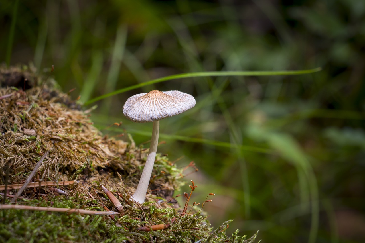 Grybai, Miškas, Gamta, Miško Grybai, Grybų Rinkimas, Nemokamos Nuotraukos,  Nemokama Licenzija